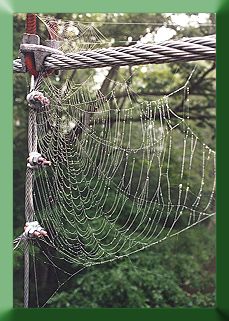 Spiders love cable bridges!!